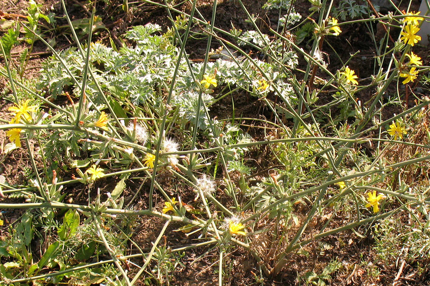 Изображение особи Chondrilla juncea.