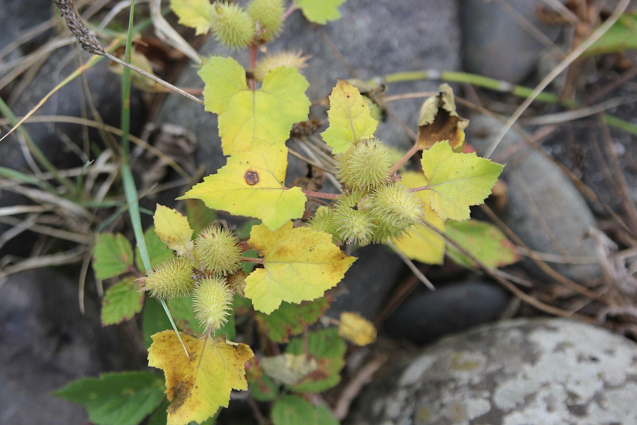 Image of Xanthium orientale specimen.