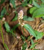 Смотреть изображение род Persicaria