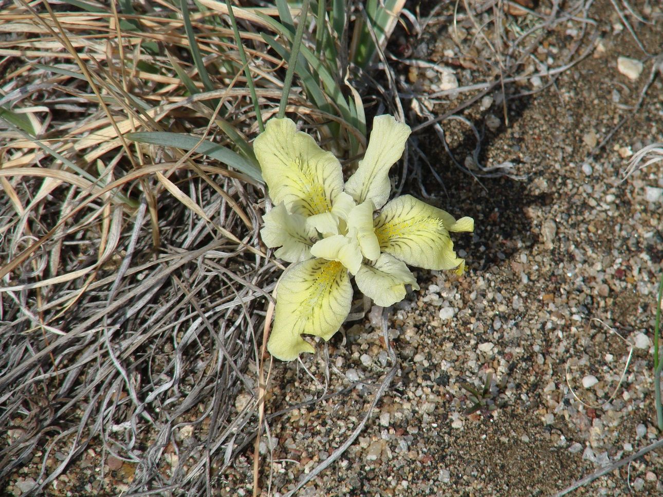 Изображение особи Iris potaninii.