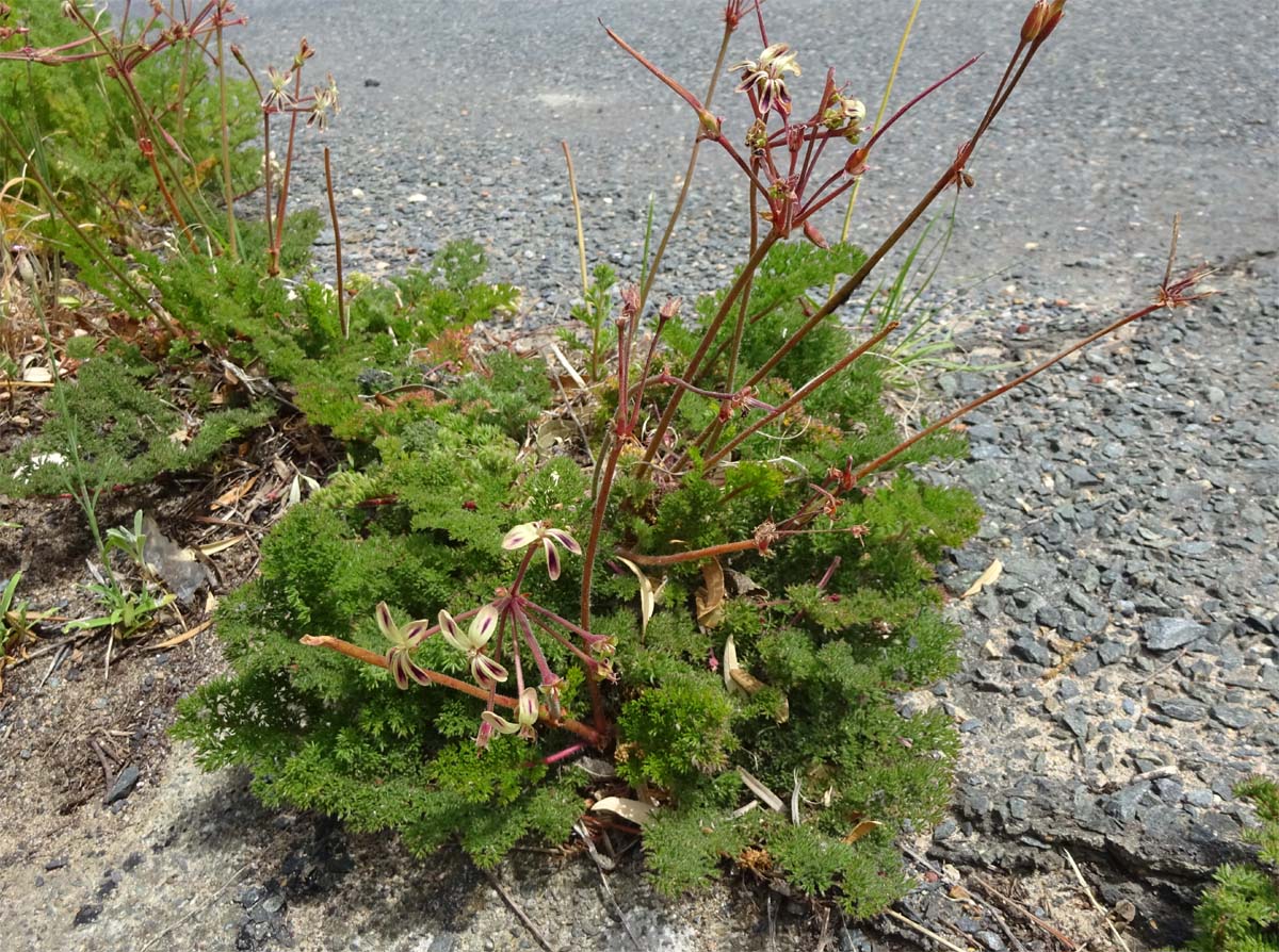 Изображение особи Pelargonium triste.