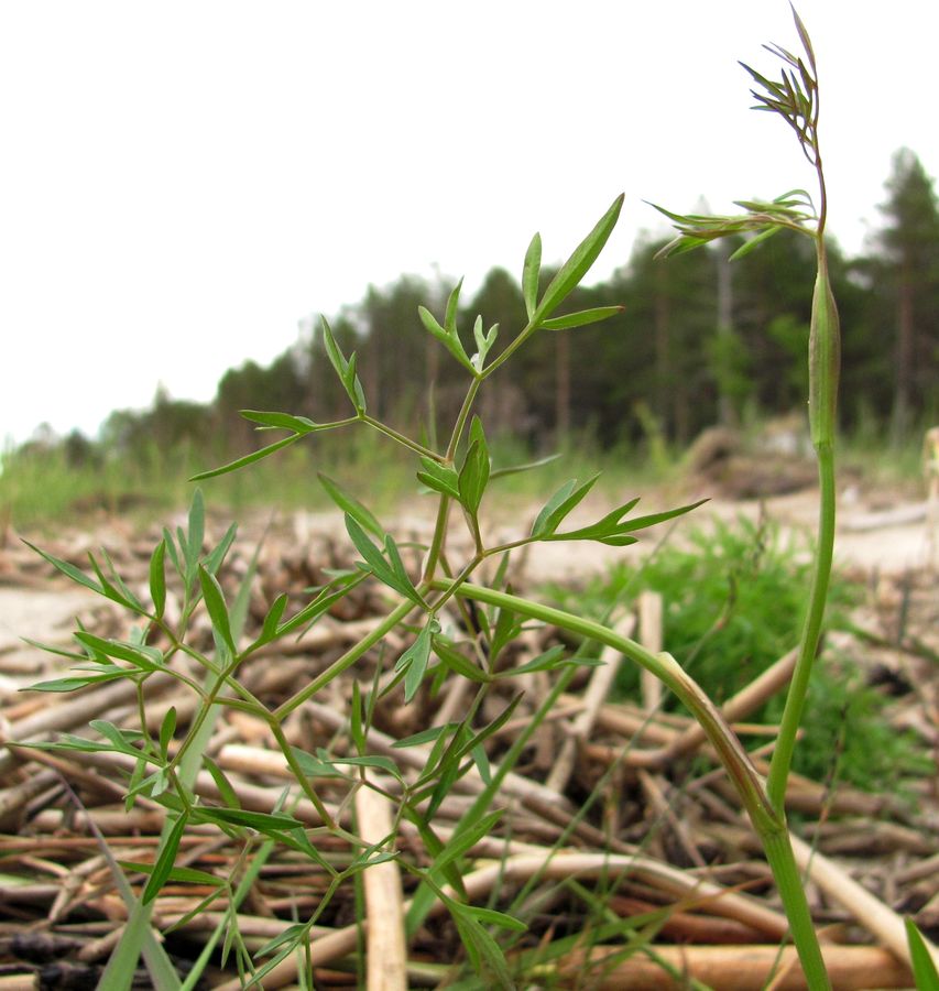 Image of Cenolophium fischeri specimen.