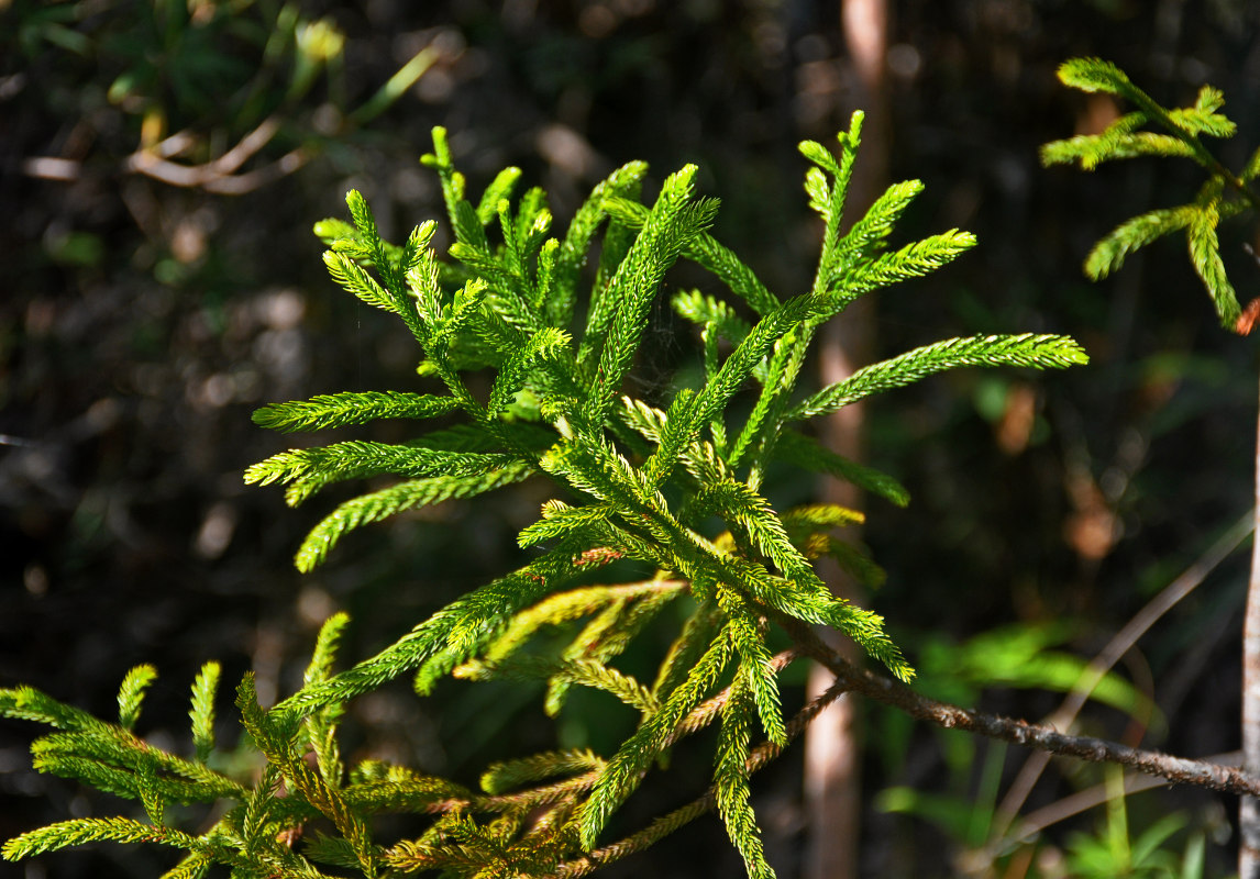 Image of Dacrydium beccarii specimen.