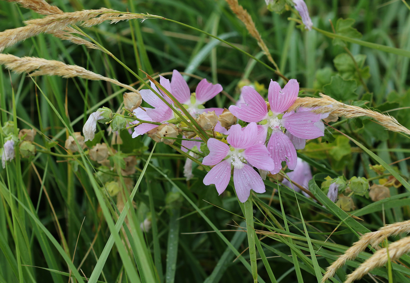 Image of Malva thuringiaca specimen.