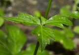 Смотреть изображение Sanicula europaea