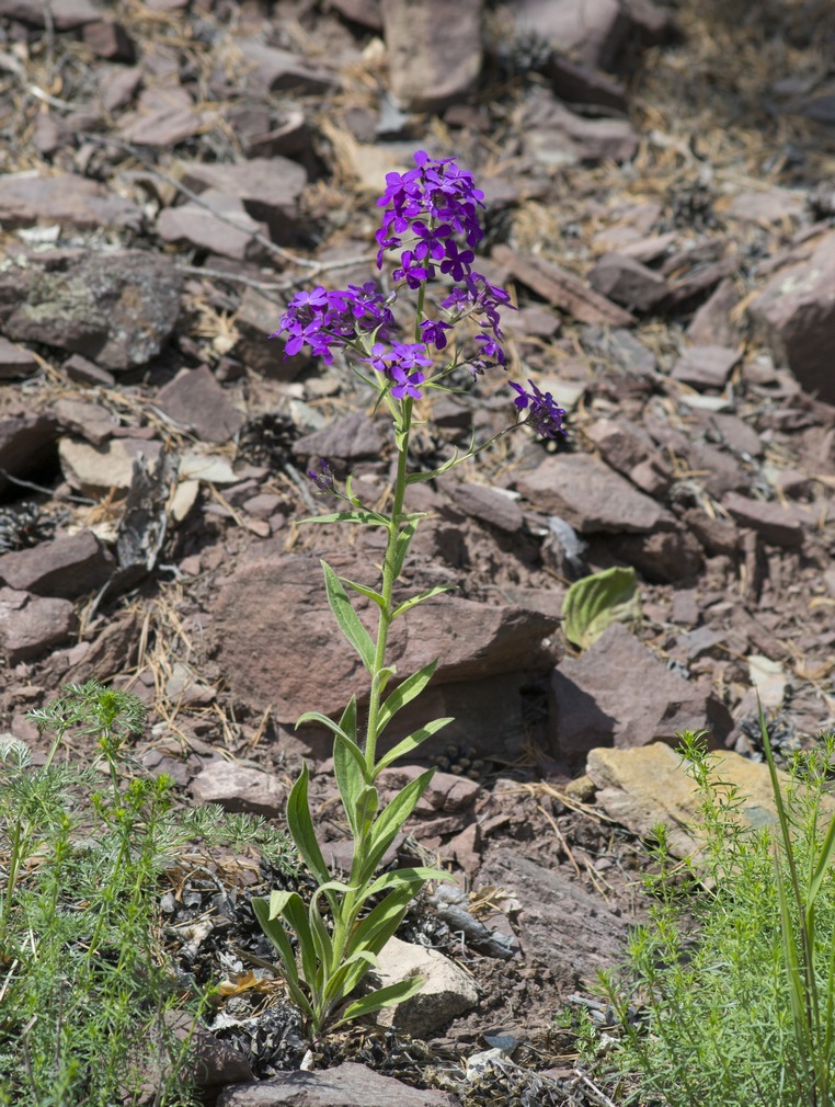 Image of genus Hesperis specimen.