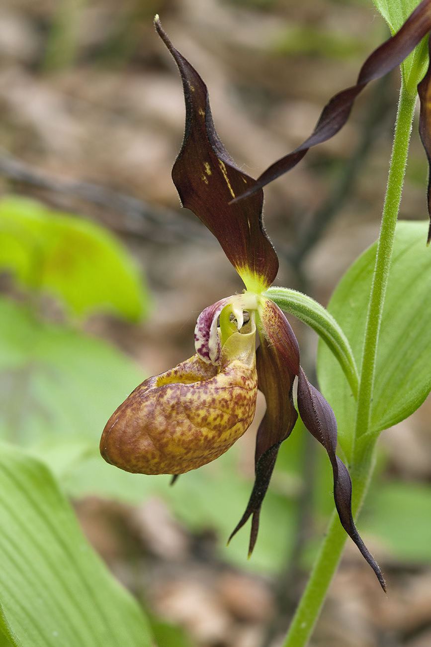 Image of Cypripedium &times; microsaccos specimen.