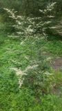 Artemisia lactiflora