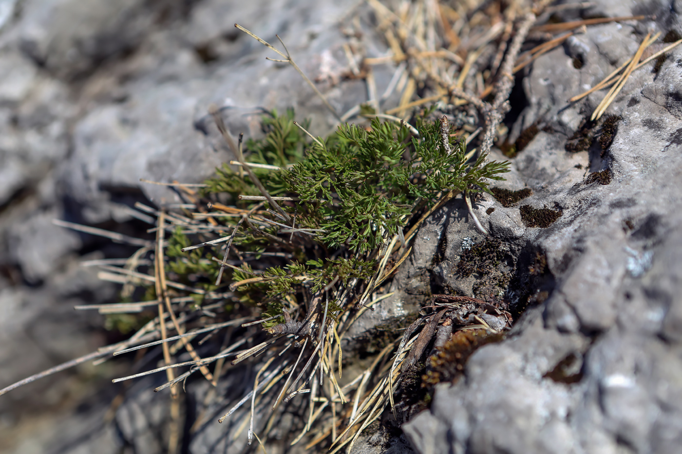 Image of Seseli ledebourii specimen.