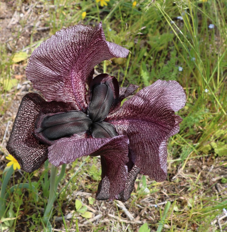 Изображение особи Iris lycotis.