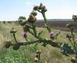 Onopordum acanthium. Побег с соцветиями. Саратовская обл., Красноармейский р-н, окр. с. Белогорское, степь, обочина грунтовой дороги. 07.08.2018.