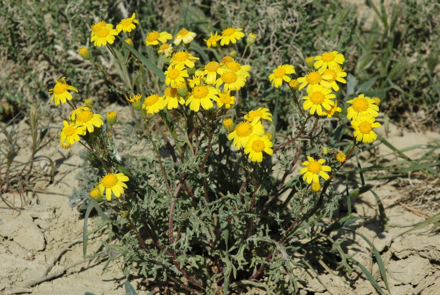 Image of Senecio noeanus specimen.