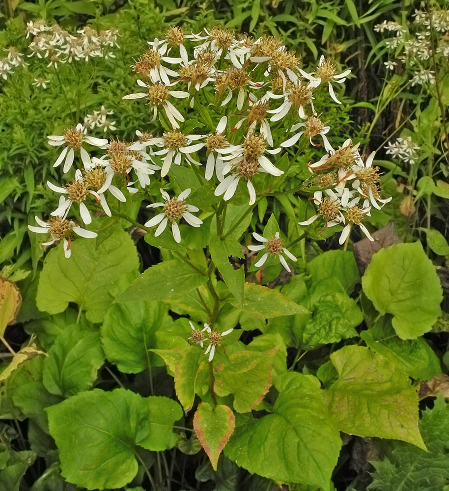 Изображение особи Doellingeria scabra.