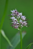 Orchis simia