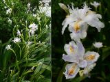 View full-size image Iris japonica