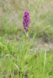 Dactylorhiza incarnata. Цветущее растение. Крым, окр. с. Зеленогорье, ущ. р. Пананьян-Узень, пойма, луговая растительность. 28 мая 2020 г.