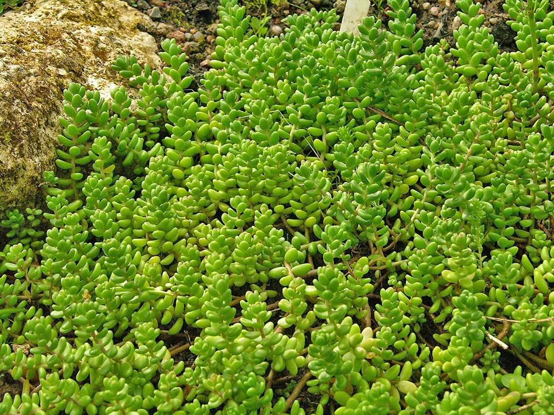 Image of Sedum album specimen.