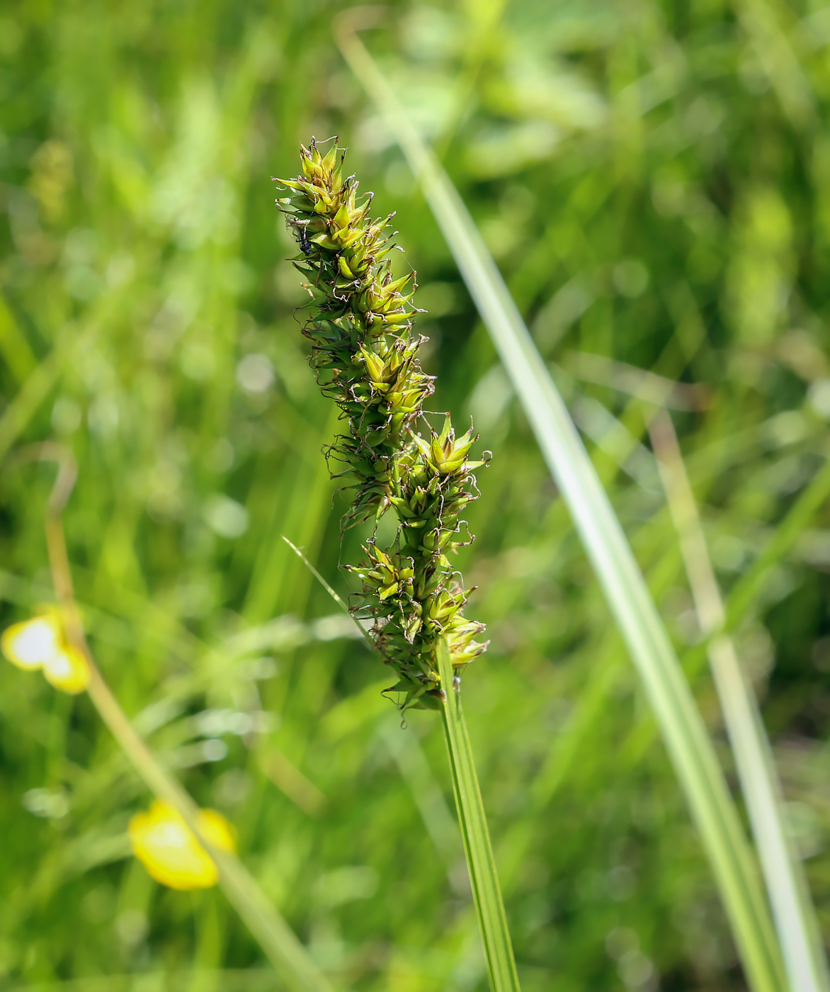 Изображение особи Carex vulpina.