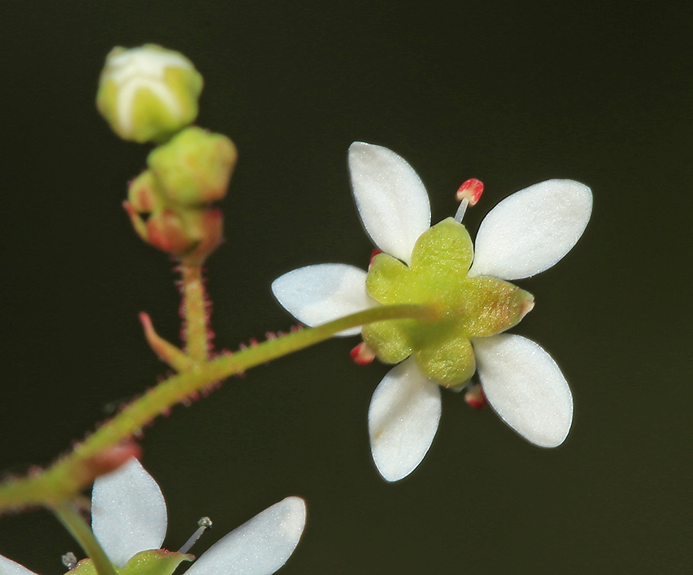 Image of Micranthes oblongifolia specimen.