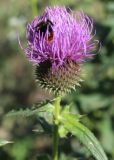 Cirsium ukranicum