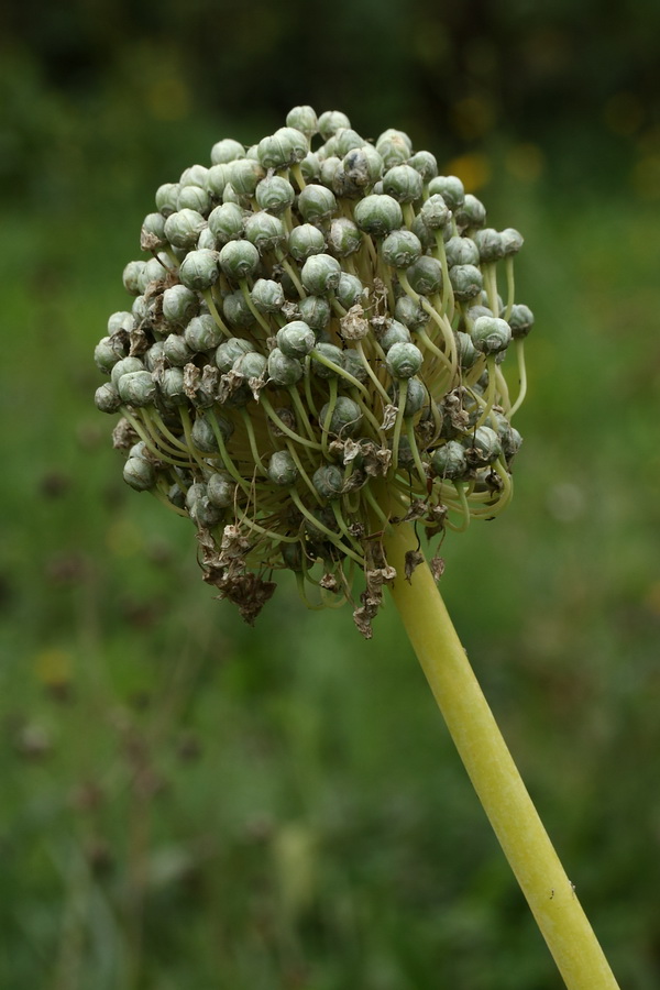 Image of Allium cepa specimen.