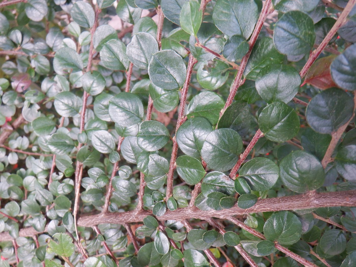 Image of Cotoneaster horizontalis specimen.