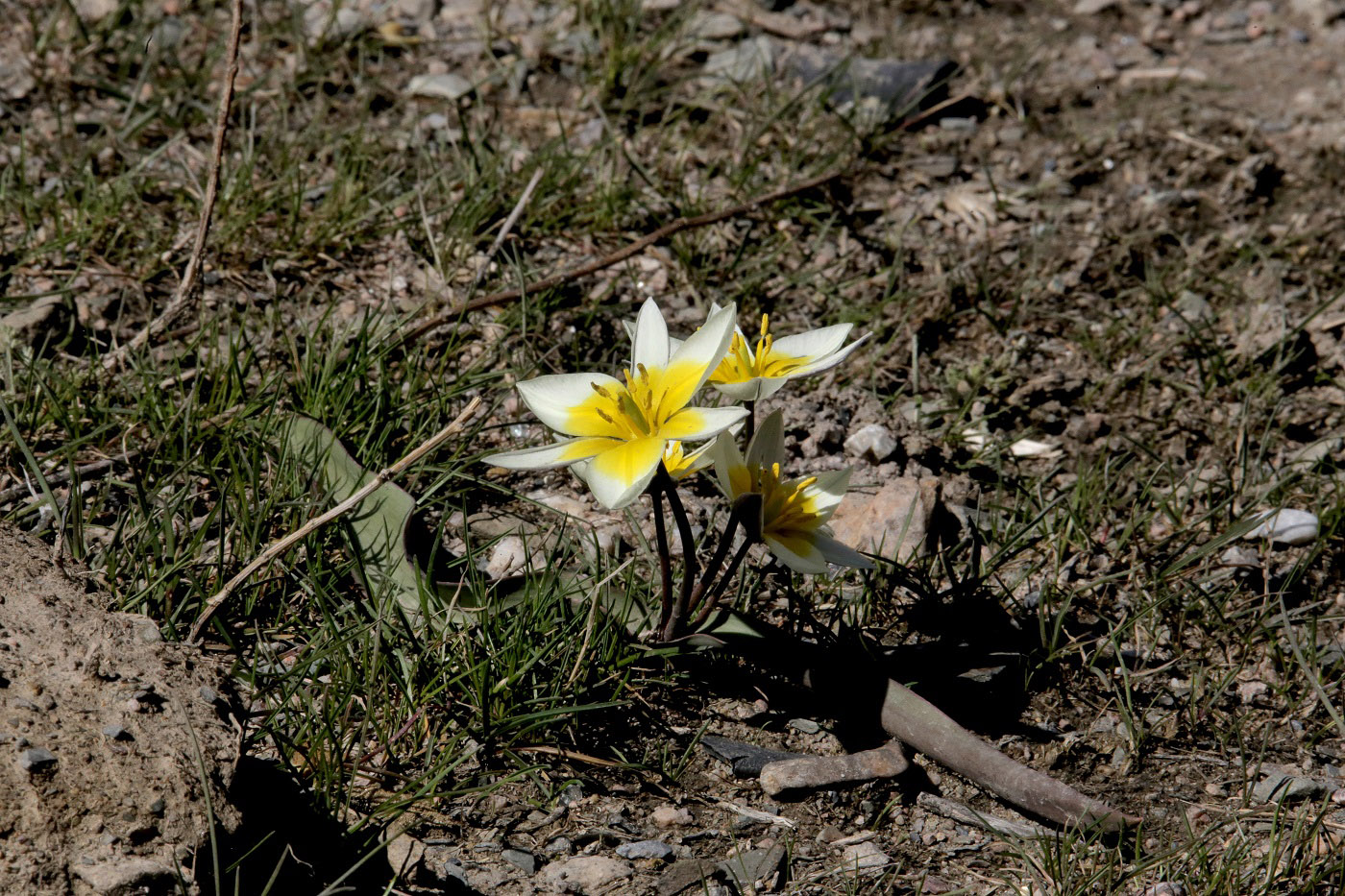 Image of Tulipa orthopoda specimen.