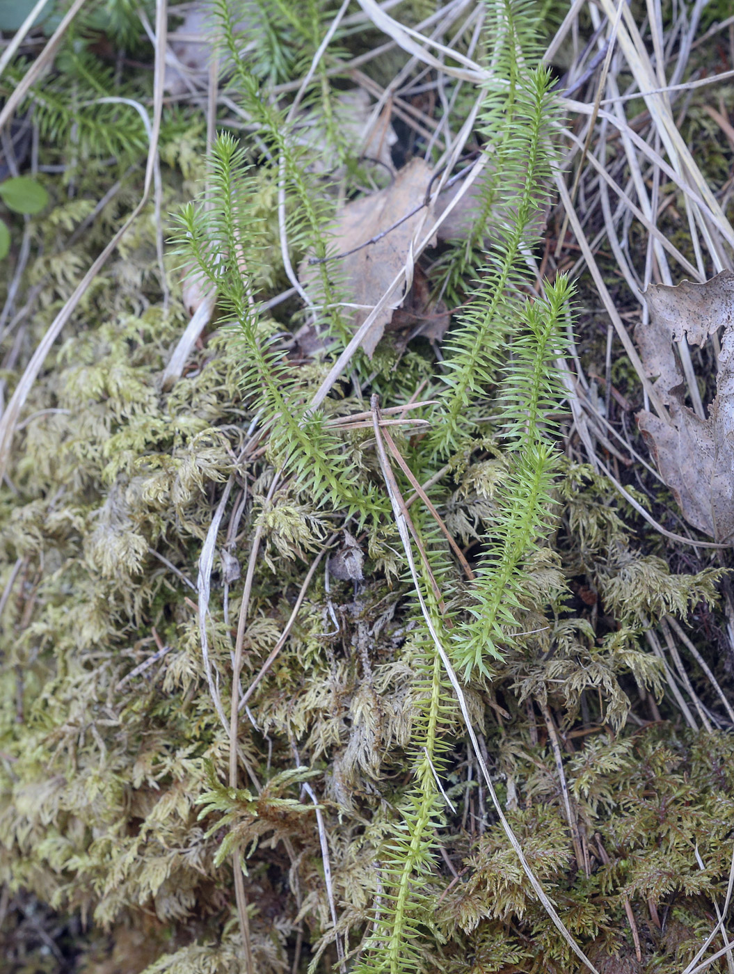 Изображение особи Lycopodium annotinum.