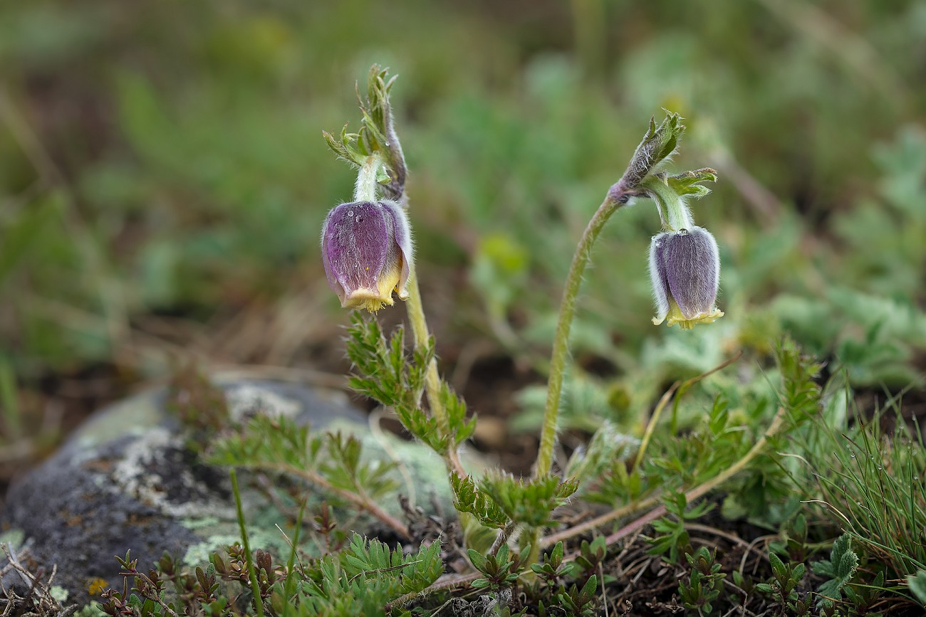 Image of Pulsatilla campanella specimen.