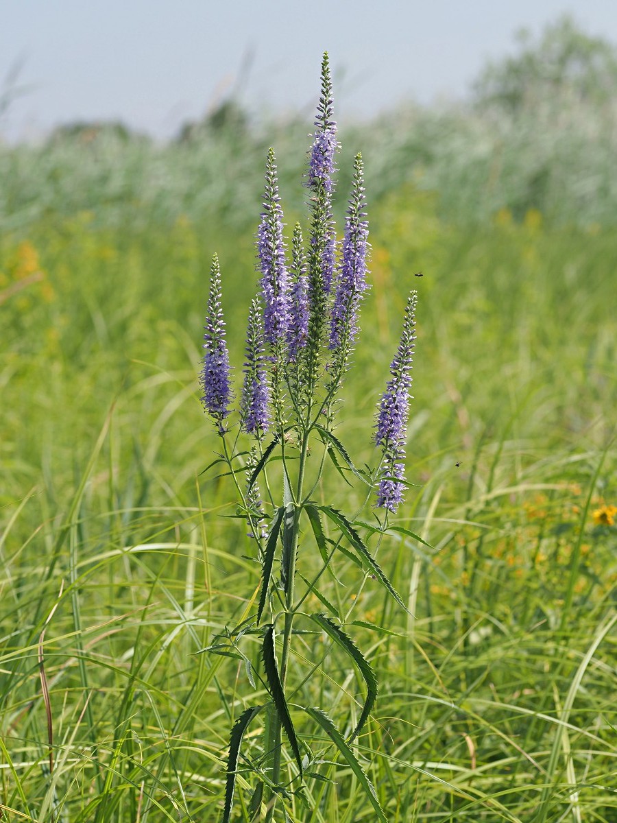 Image of Veronica longifolia specimen.