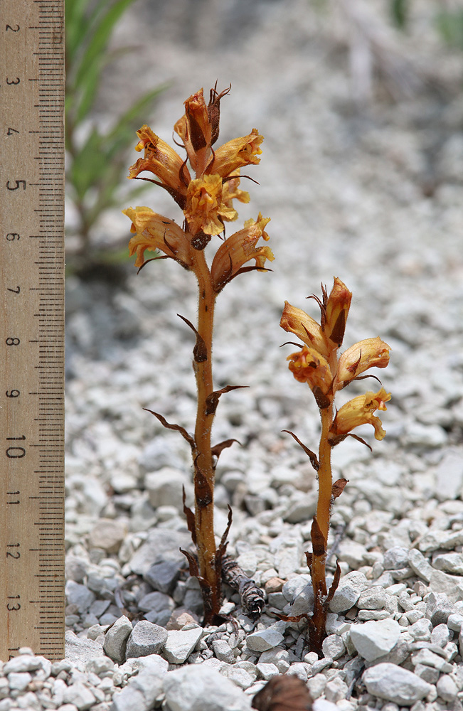 Изображение особи Orobanche alba ssp. xanthostigma.