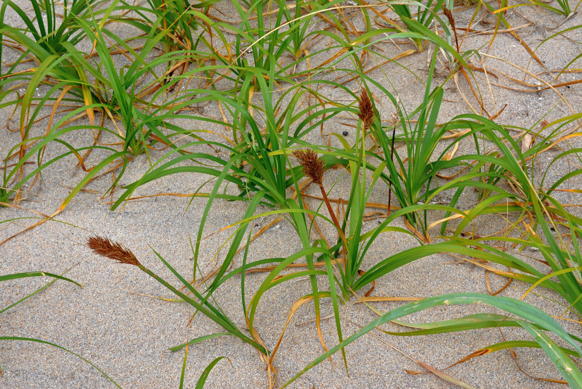 Изображение особи Carex macrocephala.