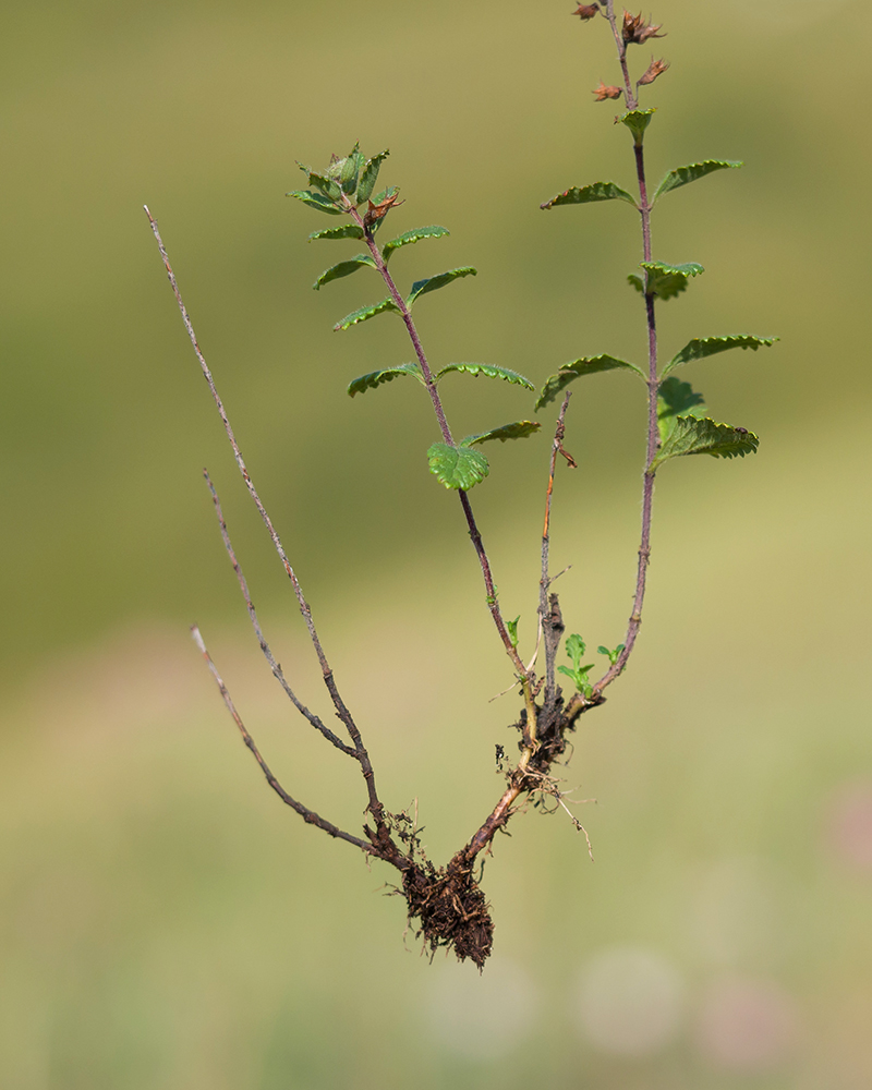 Image of Teucrium chamaedrys specimen.