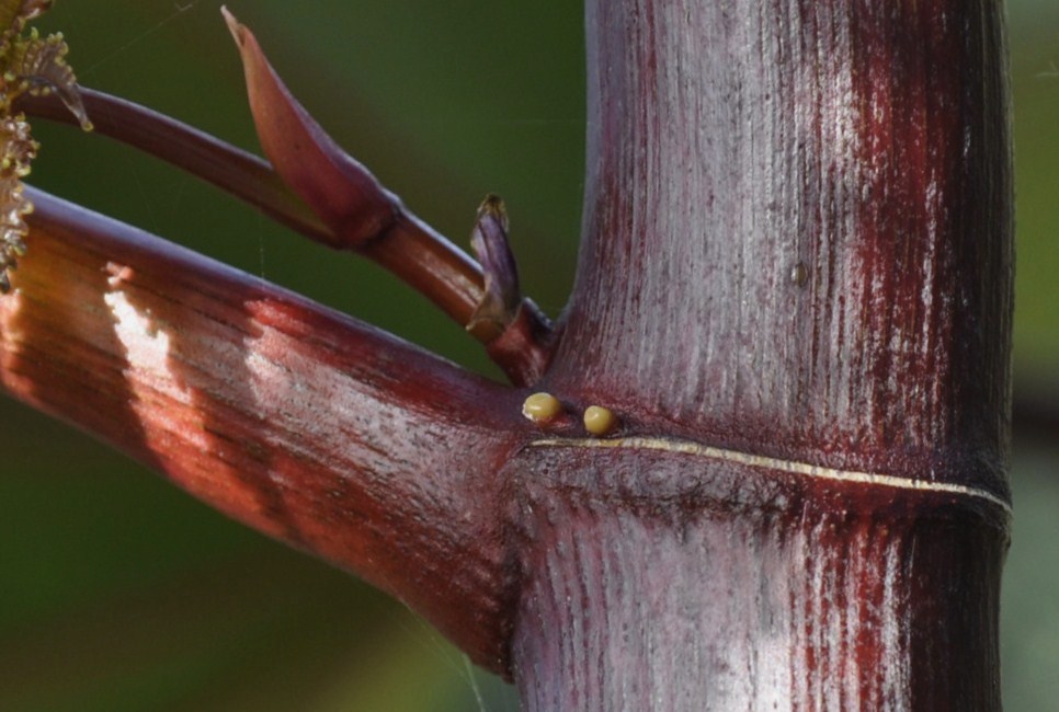 Image of Ricinus communis specimen.