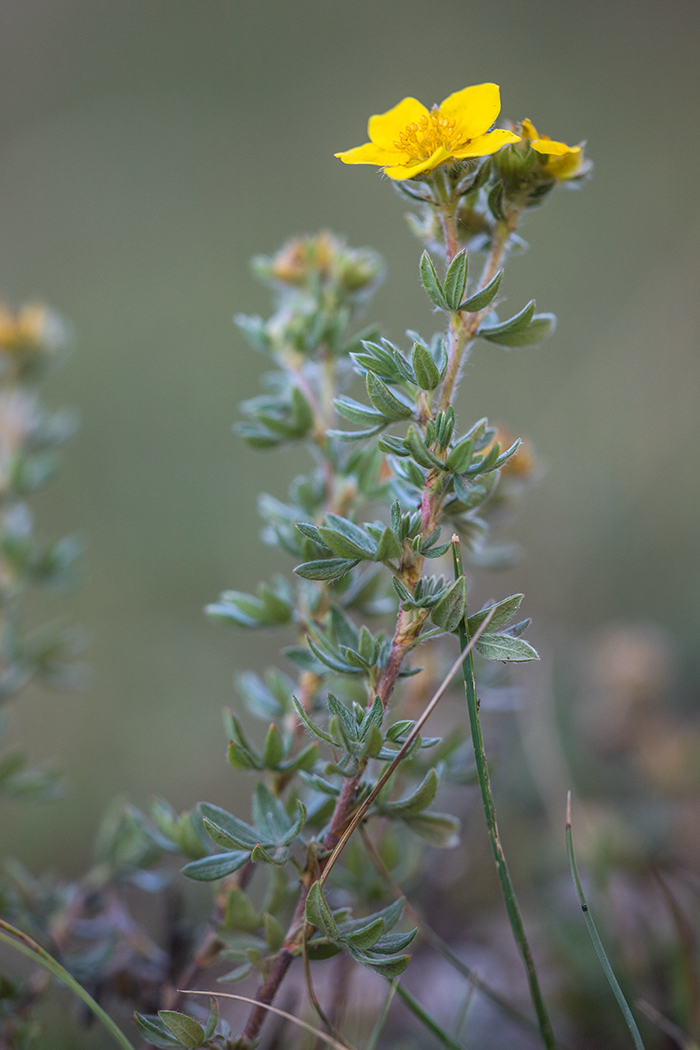 Image of Dasiphora fruticosa specimen.