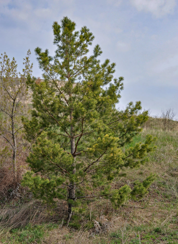 Image of Pinus sylvestris specimen.