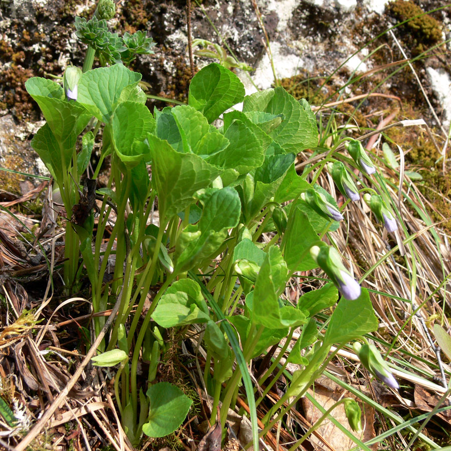 Image of Viola mirabilis specimen.