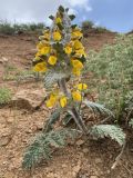 Phlomoides speciosa