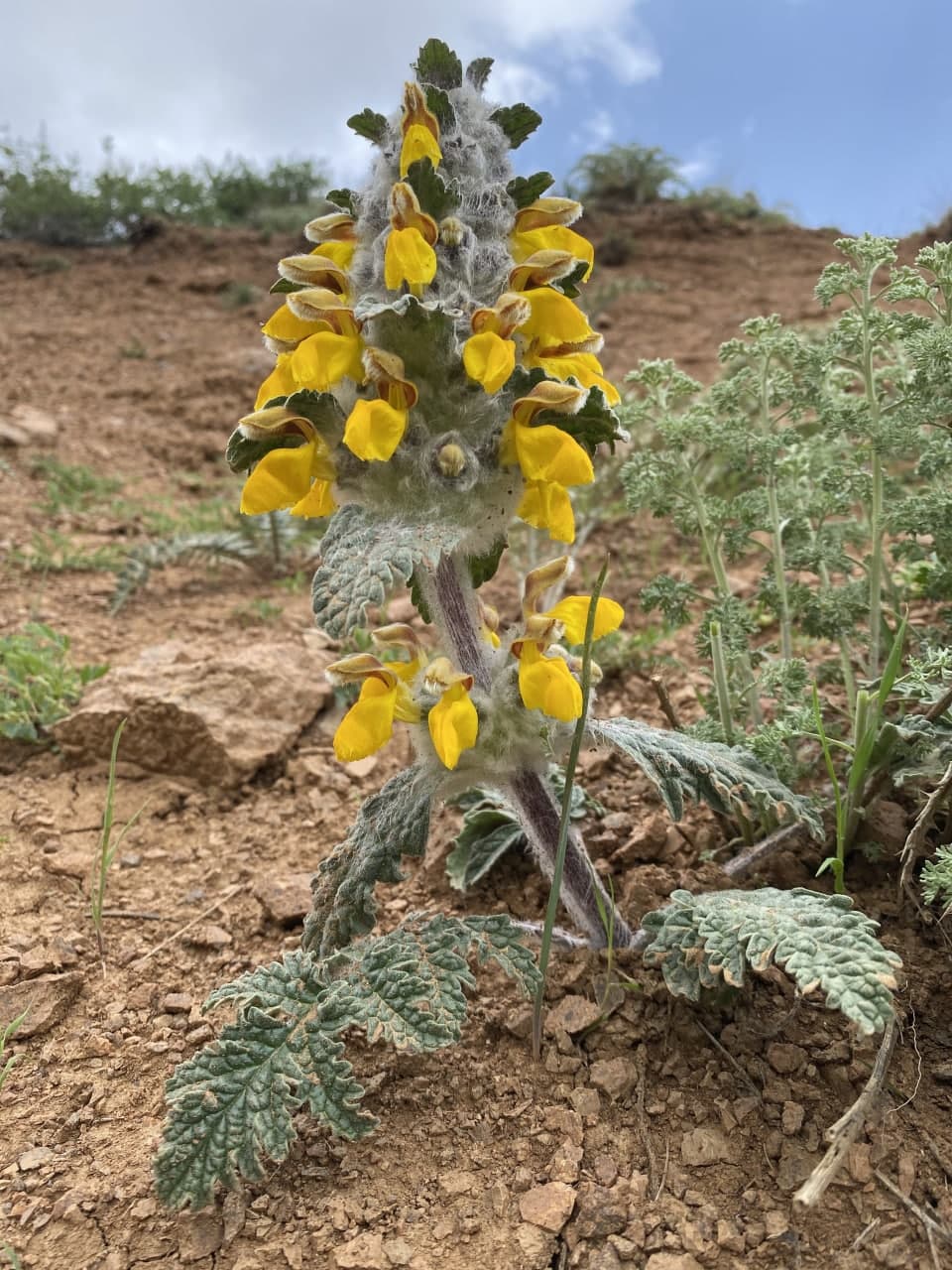 Изображение особи Phlomoides speciosa.