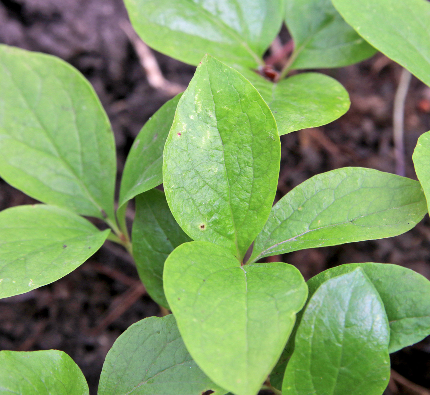 Image of Paeonia wittmanniana specimen.