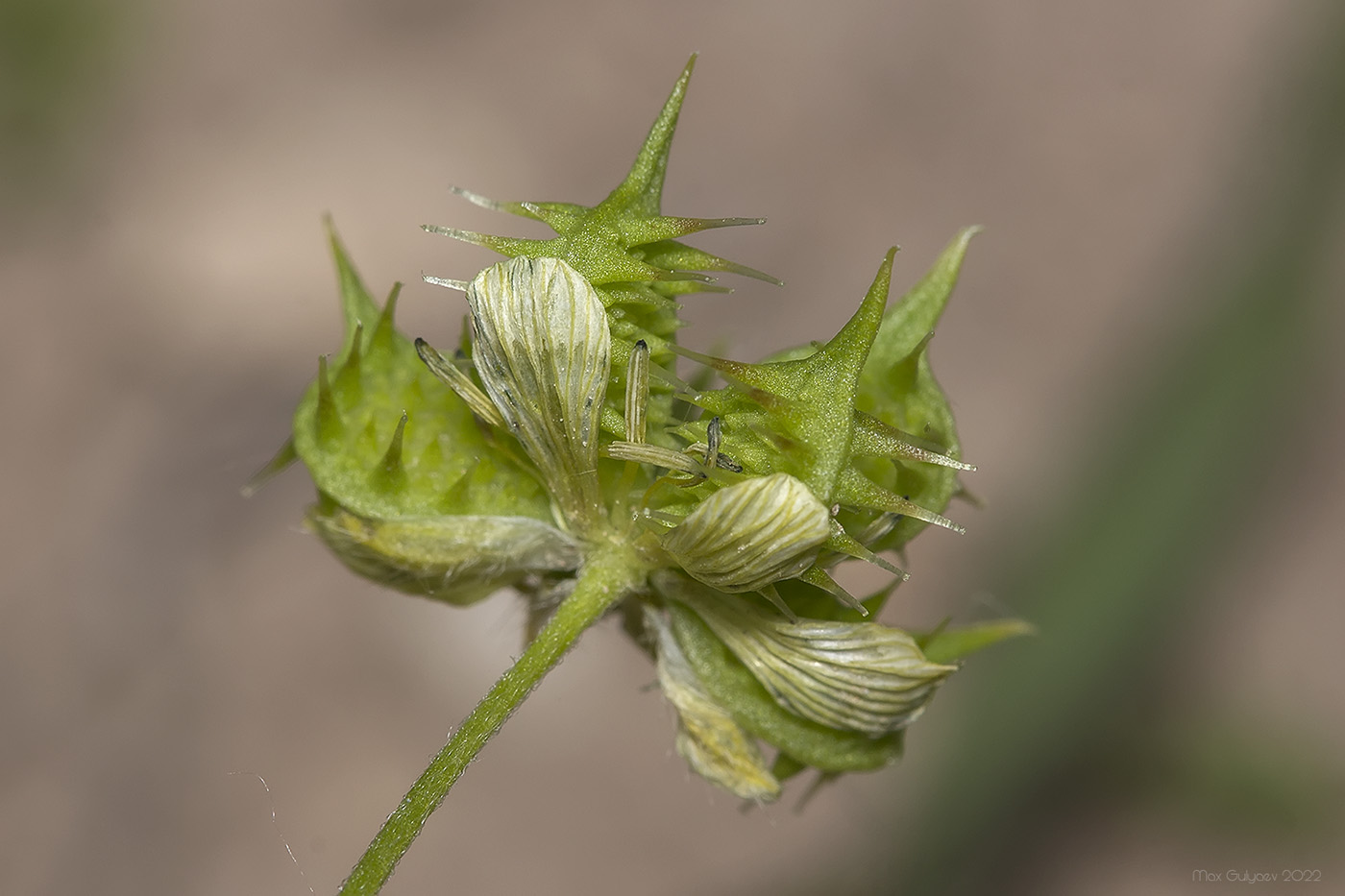 Изображение особи Ranunculus arvensis.