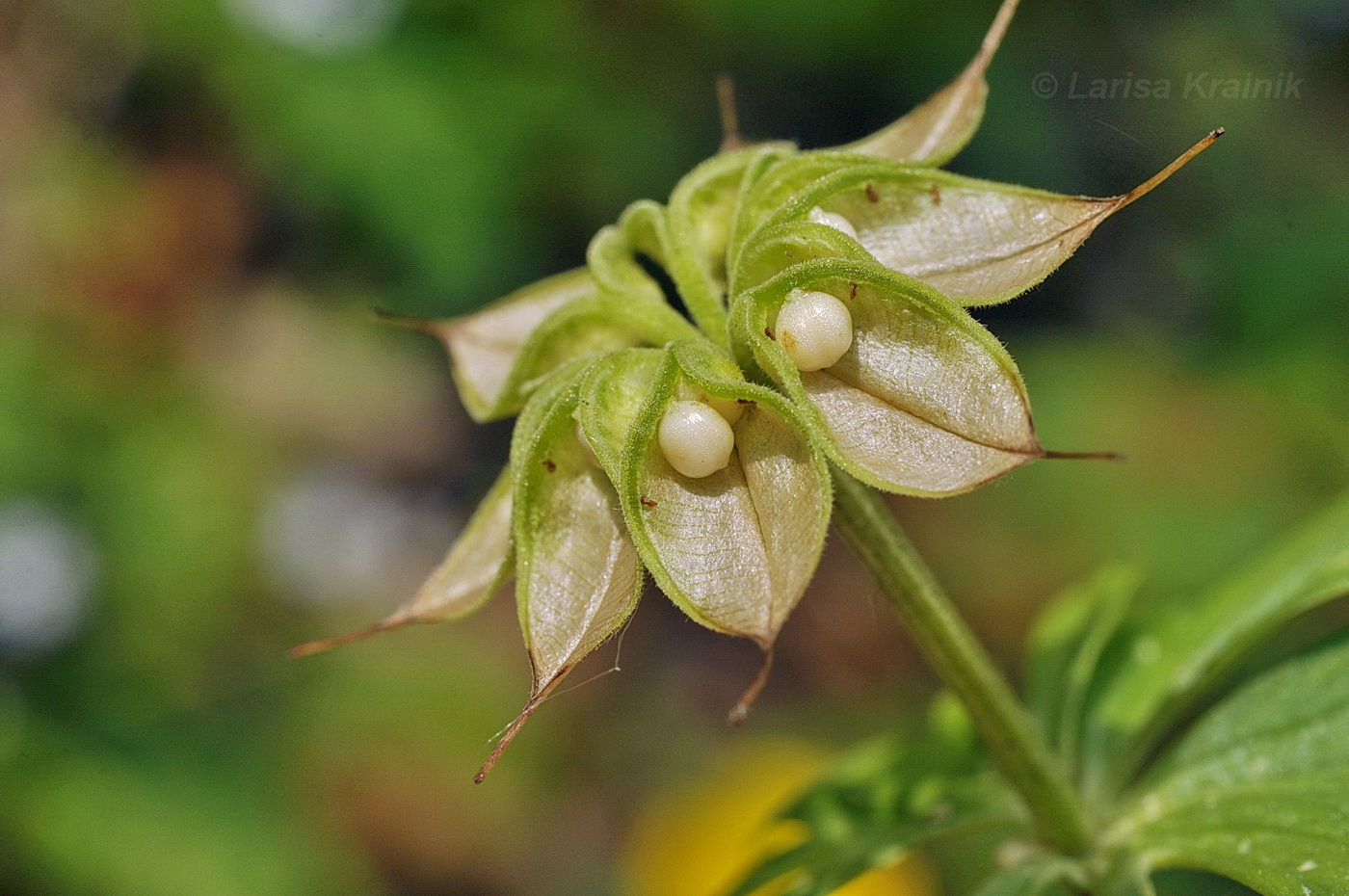 Изображение особи Eranthis stellata.