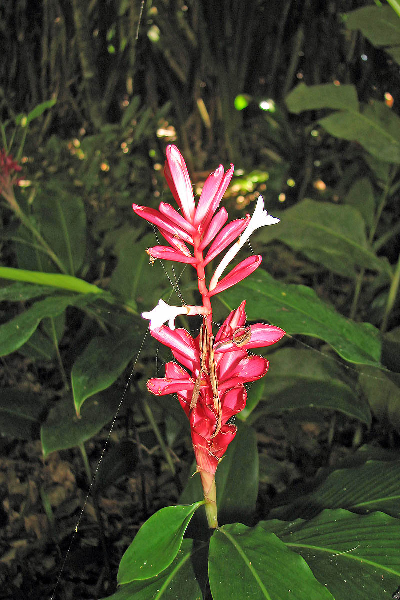 Image of Alpinia purpurata specimen.