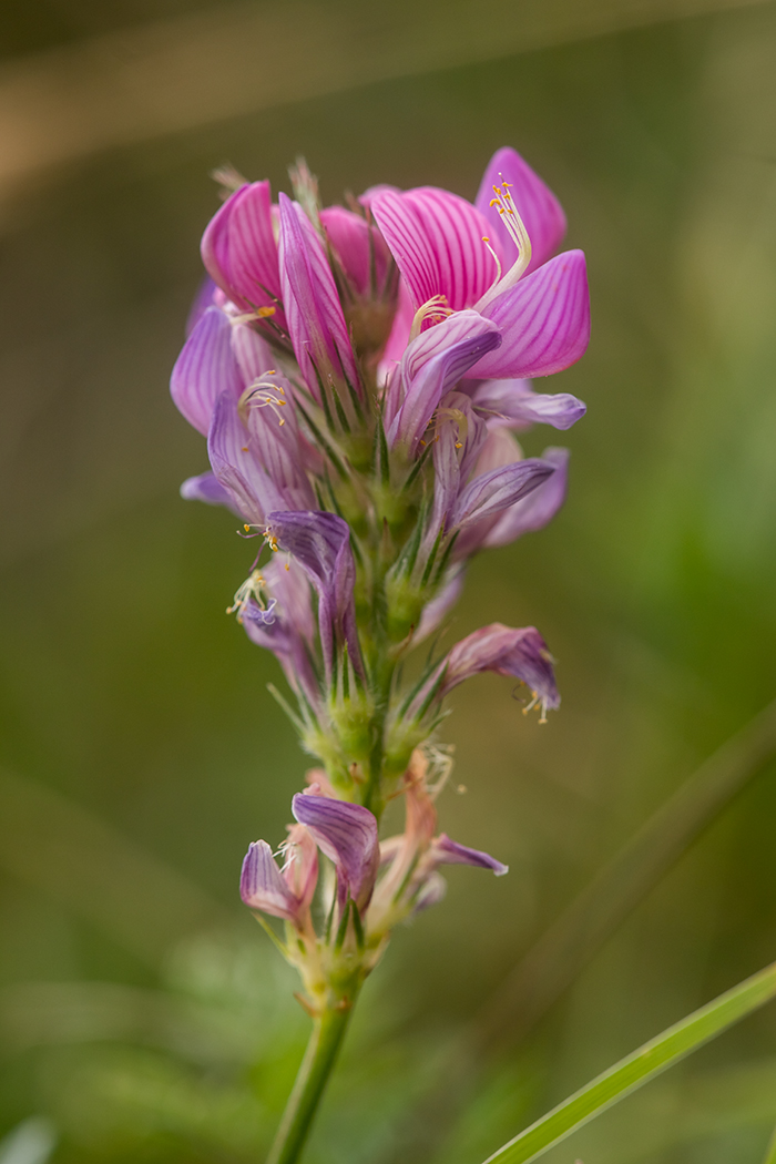 Изображение особи Onobrychis biebersteinii.