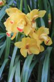 genus Cymbidium. Листья и соцветия. Китай, провинции Юньнань, р-н Сишуанбаньна, национальный парк \"Xishuangbanna Wild Elephant Valley\". 03.03.2017.