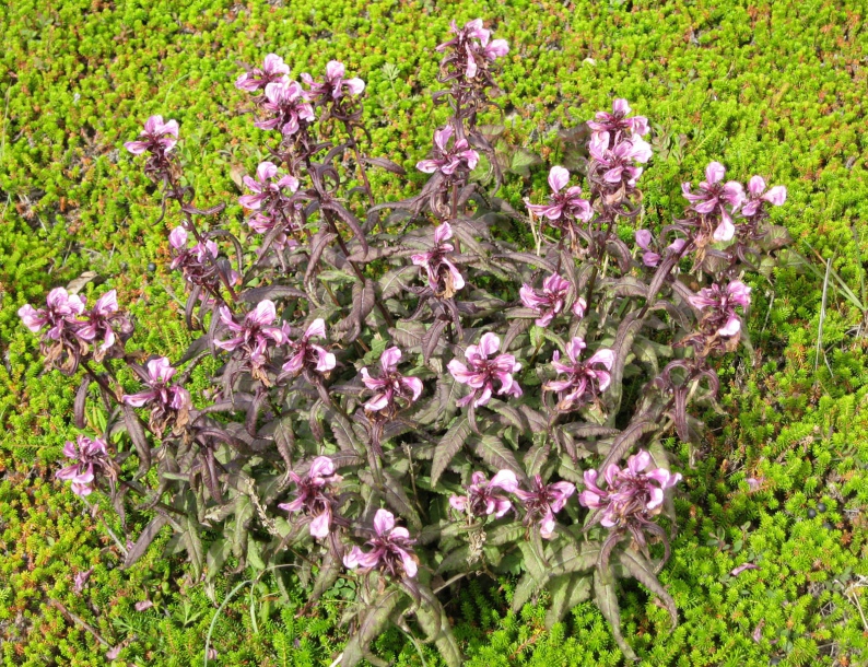 Изображение особи Pedicularis resupinata.