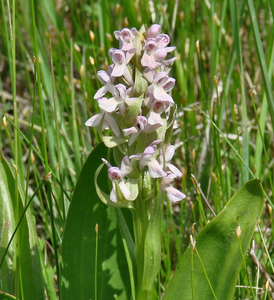 Изображение особи Dactylorhiza incarnata.