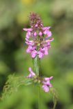 Stachys palustris. Верхушка побега с соцветием с цветками и завязью. Томская обл., г. Томск, окр. Академгородка, берег р. Ушайка, разнотравный луг. 22.07.2022.