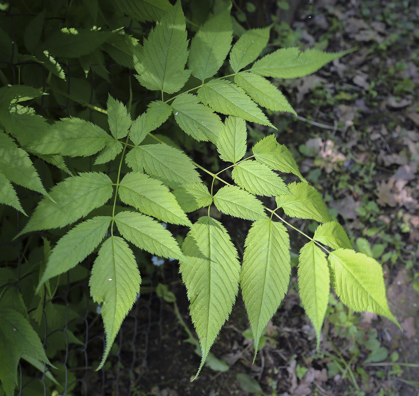 Изображение особи Aruncus dioicus.