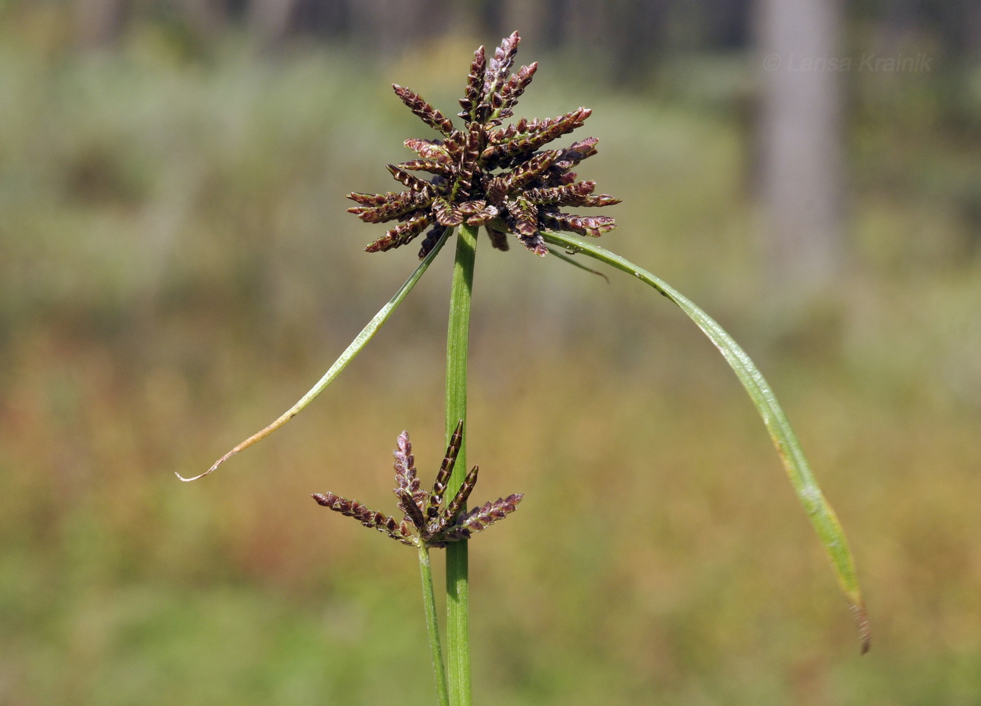 Изображение особи род Cyperus.